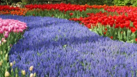 2014-04-17 Holland Tulips 63.jpg